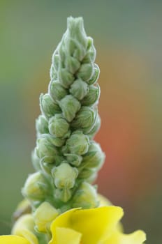 Mullein
