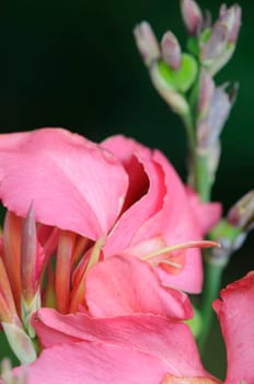 canna indica