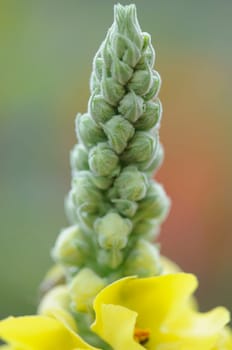 Mullein