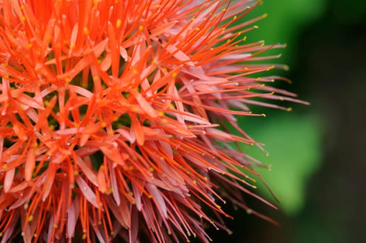 bloodflower