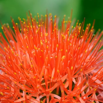 bloodflower