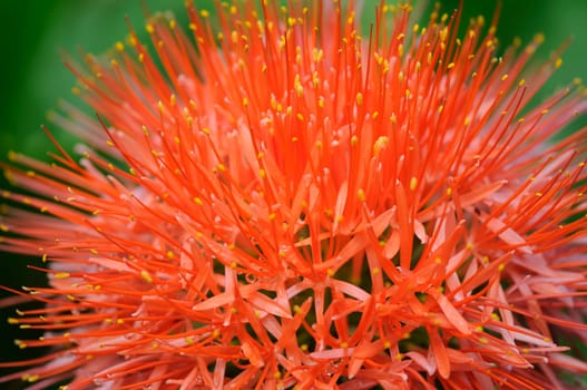bloodflower