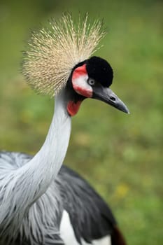 Details of a portrait of a crowned crane in nature.