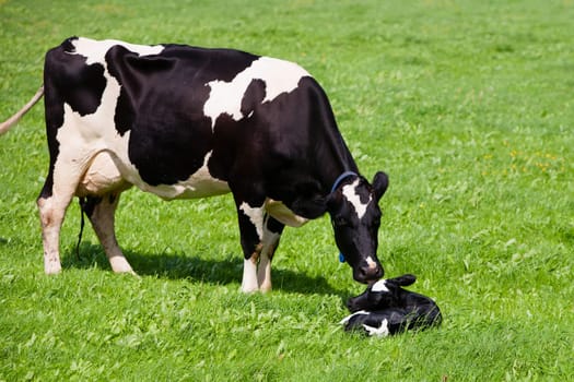 Dutch cow with newborn calf in the meadow, the Netherlands.