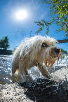 Little white dog jumps out of the water,wide-angle shot with sky and sun in the picture.