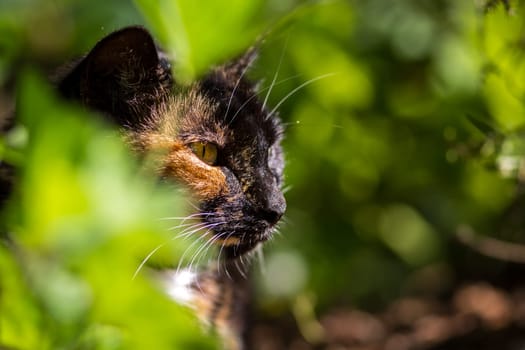 A multicolored cat sits in its hiding place and is illuminated by the sun.