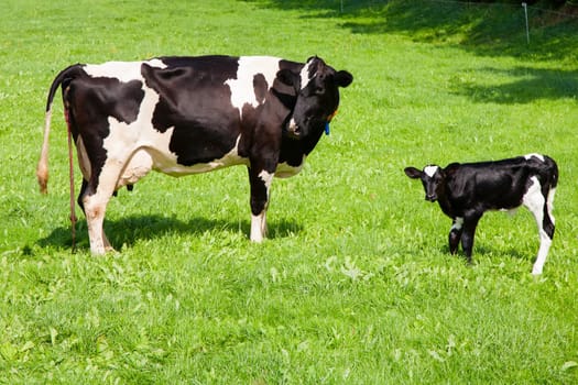 Dutch cow with newborn calf in the meadow, the Netherlands.