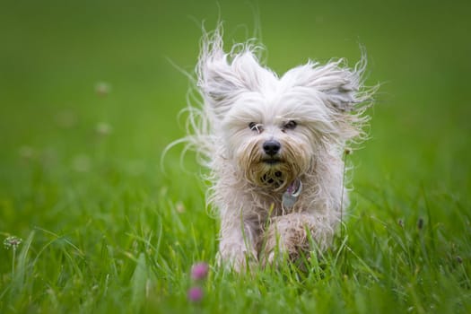 Little White Dog runs through a green meadow towards the photographer.