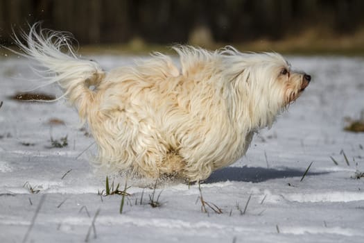 A little white Havanese runs across the picture in the snow