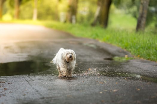Little white dog crosses the road in bad weather.