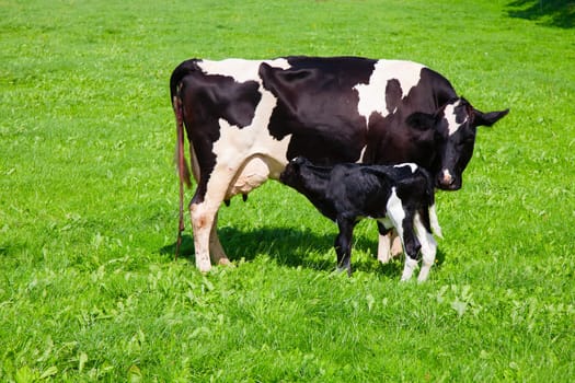 Dutch cow with newborn calf in the meadow, the Netherlands.