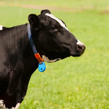 Dutch cow in the meadow.