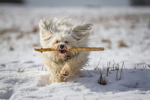 A white little dog places a stick in the snow.