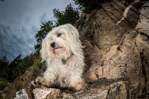 Little white dog sits on a rocky outcrop.