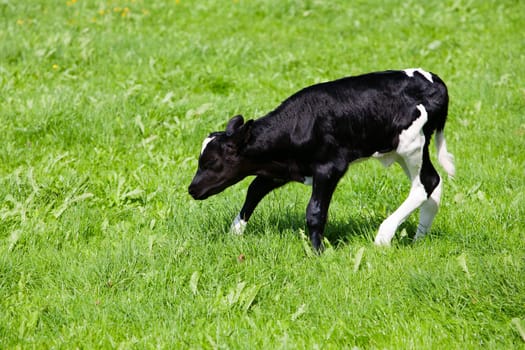 Newborn calf in the meadow, the Netherlands.
