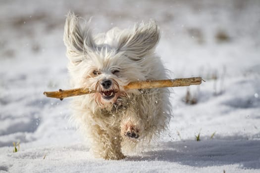 A white little dog places a stick in the snow.
