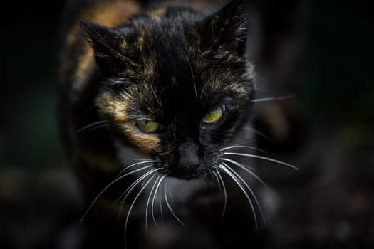 A multi-coloured lucky cat comes towards the photographer.