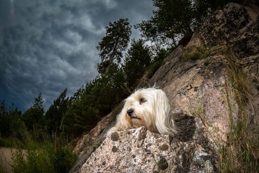 Small white dog on a rocky outcrop,wide-angle shot with dramatic sky in the background.