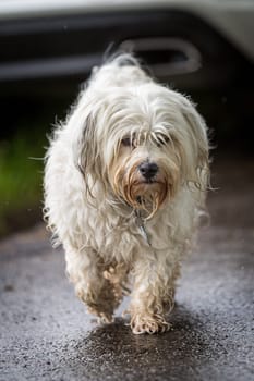 Little white Havanese walks across a street in the rain.