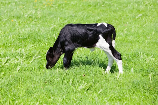 Newborn calf in the meadow, the Netherlands.
