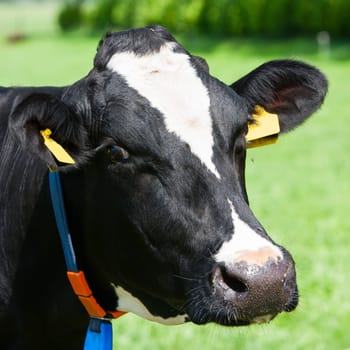Dutch cow in the meadow.