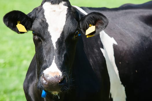 Dutch cow in the meadow.
