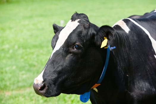 Dutch cow in the meadow.