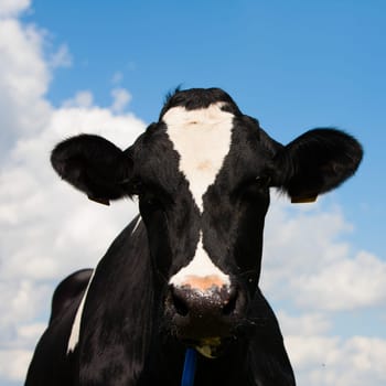 Dutch cow in the meadow.