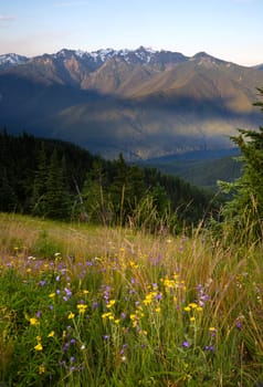 Summertime in the high mountains is a colorful treat!
