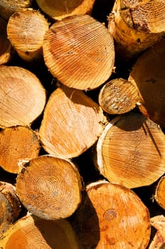 Cut ends of a large diameter log pile at the paper mill