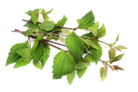 Mexican dream weed against a white background