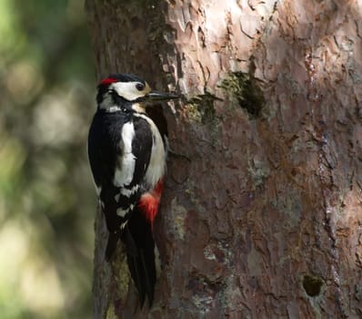 Hairy woodpecker, picoides villosus standing next to its hole nest