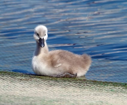 Baby mute swan, cygnus olor walking out of the waterlake