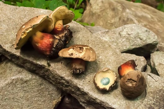 Cut poisonous mushrooms in the woods lying on a stone slab