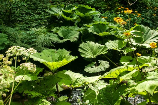 Giant butterbur green leaves in forest mountain river
