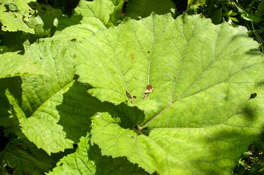 Giant butterbur green leaves in forest mountain river
