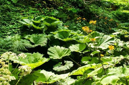 Giant butterbur green leaves in forest mountain river