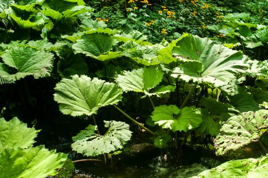 Giant butterbur green leaves in forest mountain river