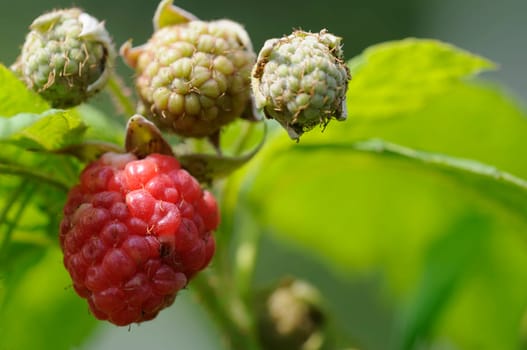 Raspberries
