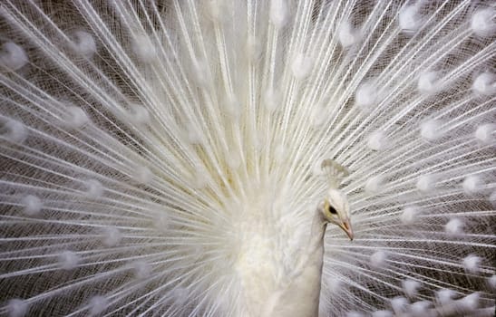 Close up of a White Peacock
