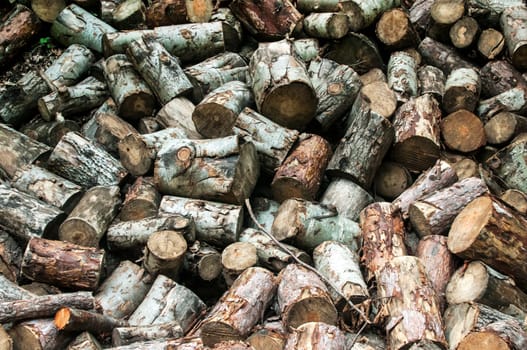 Pile of chopped beech and pine firewood