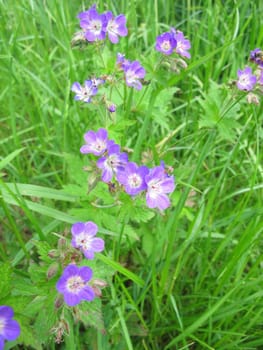 Meadow stork bill,Geranium pratense