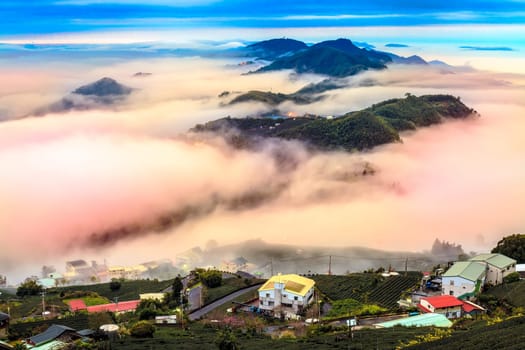 Beautiful tea garden sunset for adv or others purpose use