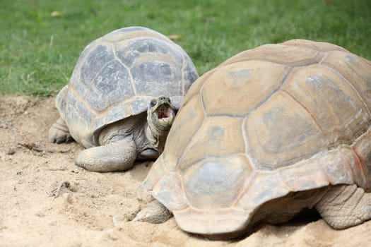 Details of a Aldabra giant tortoise in nature.