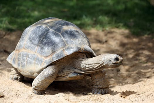 Details of a Aldabra giant tortoise in nature.