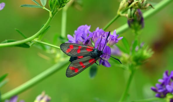 Schwazer Falter with red dots