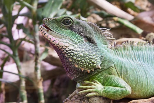 Green iguana in a terrarium