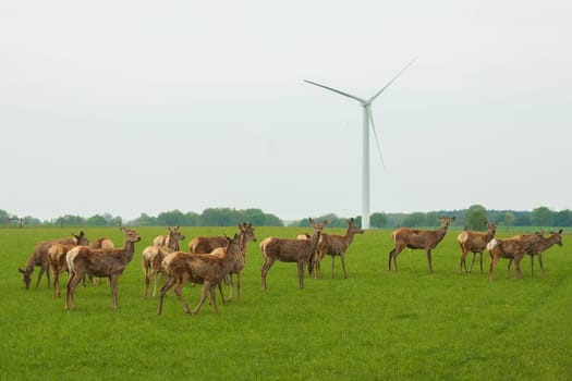 Herd of deer on a pasture for meat production