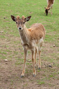 Deer for food production looks directly into the camera