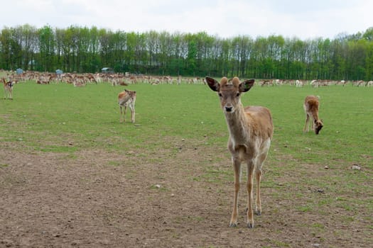 Single roebuck in front of a herd in the pasture